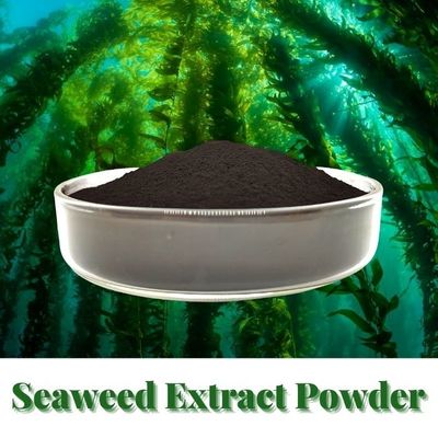 5% Phosphorus 16% Alginic Acid Powdered Seaweed Fertilizer