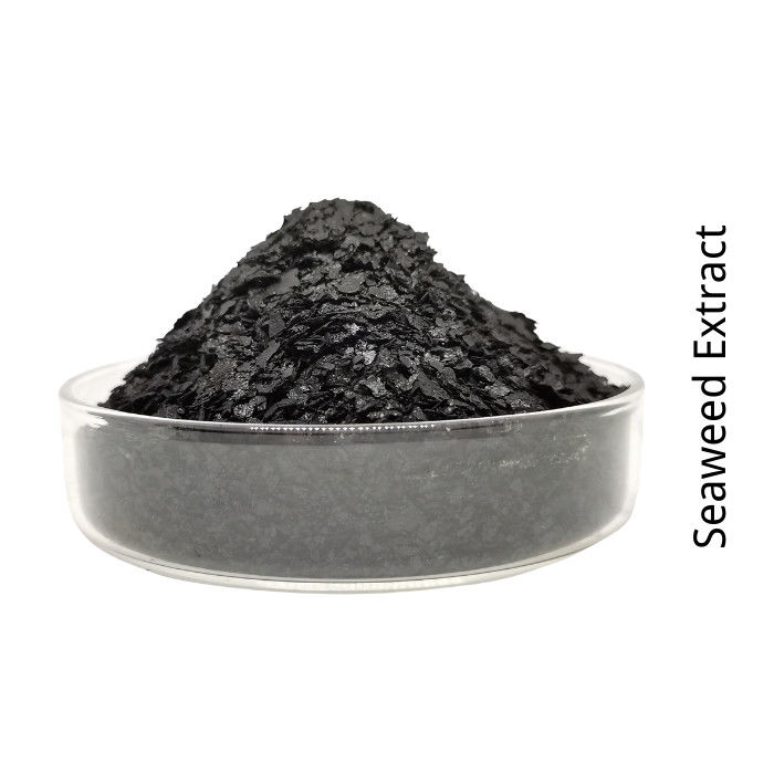Naturally Beneficial Mineral Source Seaweed Extract Powder Fertilizer OMRI